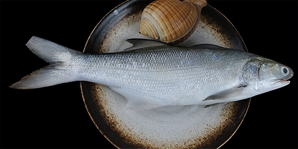 鱼胶适合啥时候做,什么品种的鱼胶适合平时吃