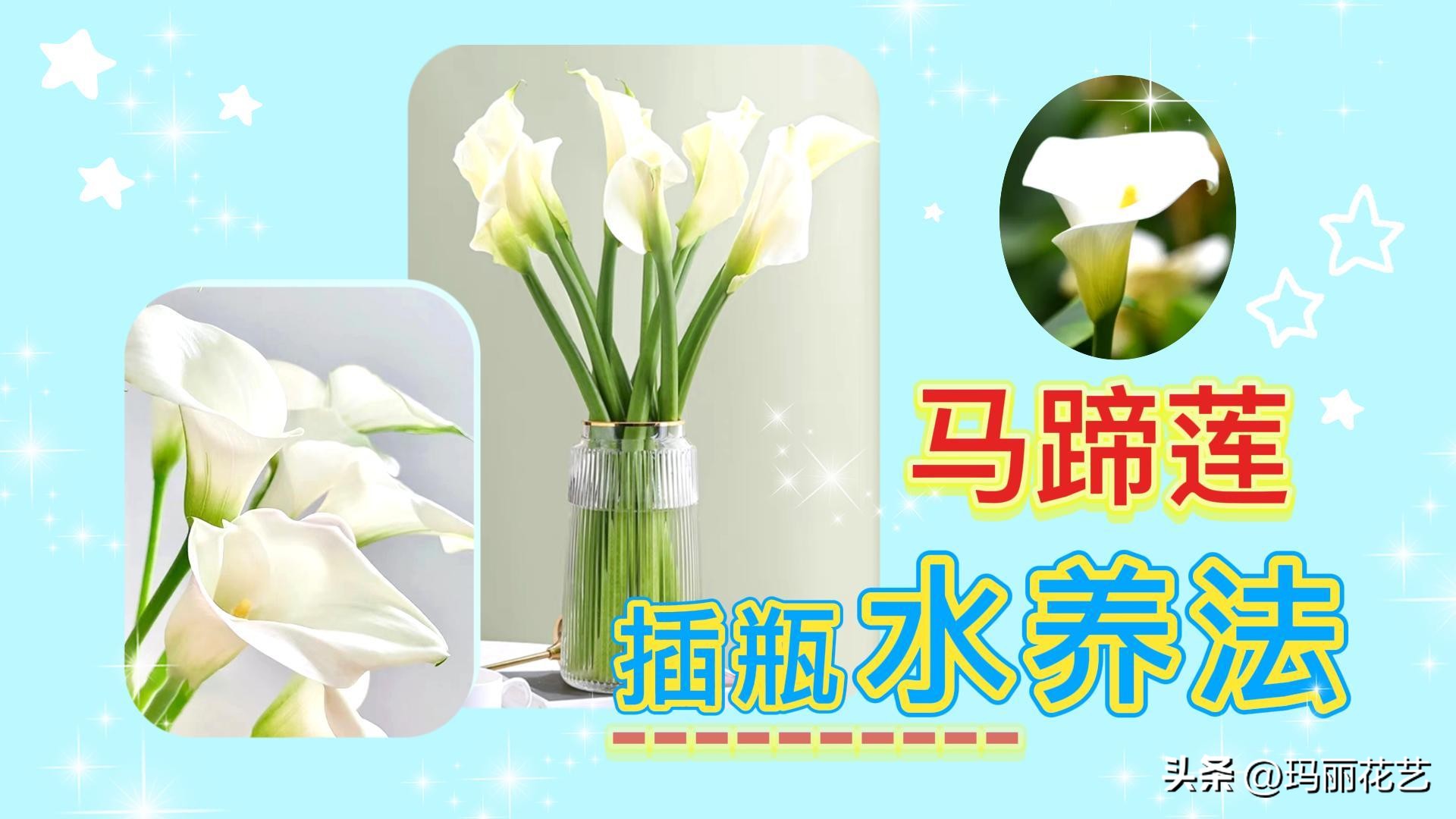 鲜切花马蹄莲怎么养才能开花,彩色马蹄莲切花养护的条件