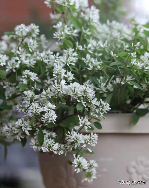 禾叶大戟花的管理,禾叶大戟种植技术