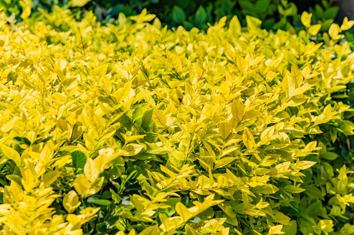 小叶女贞,小叶女贞球