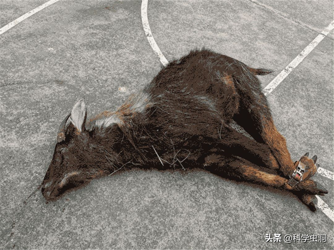 湖北出现多只神兽天马,湖北的天马好吗