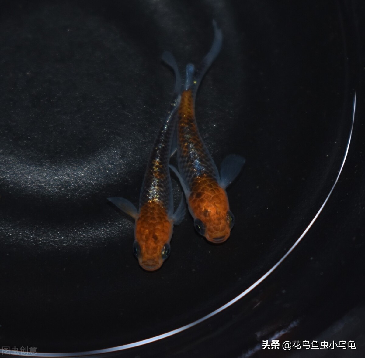 观背青鳉孵化出来需要和卵分开吗,观背青鳉从卵孵化到长大需要多久