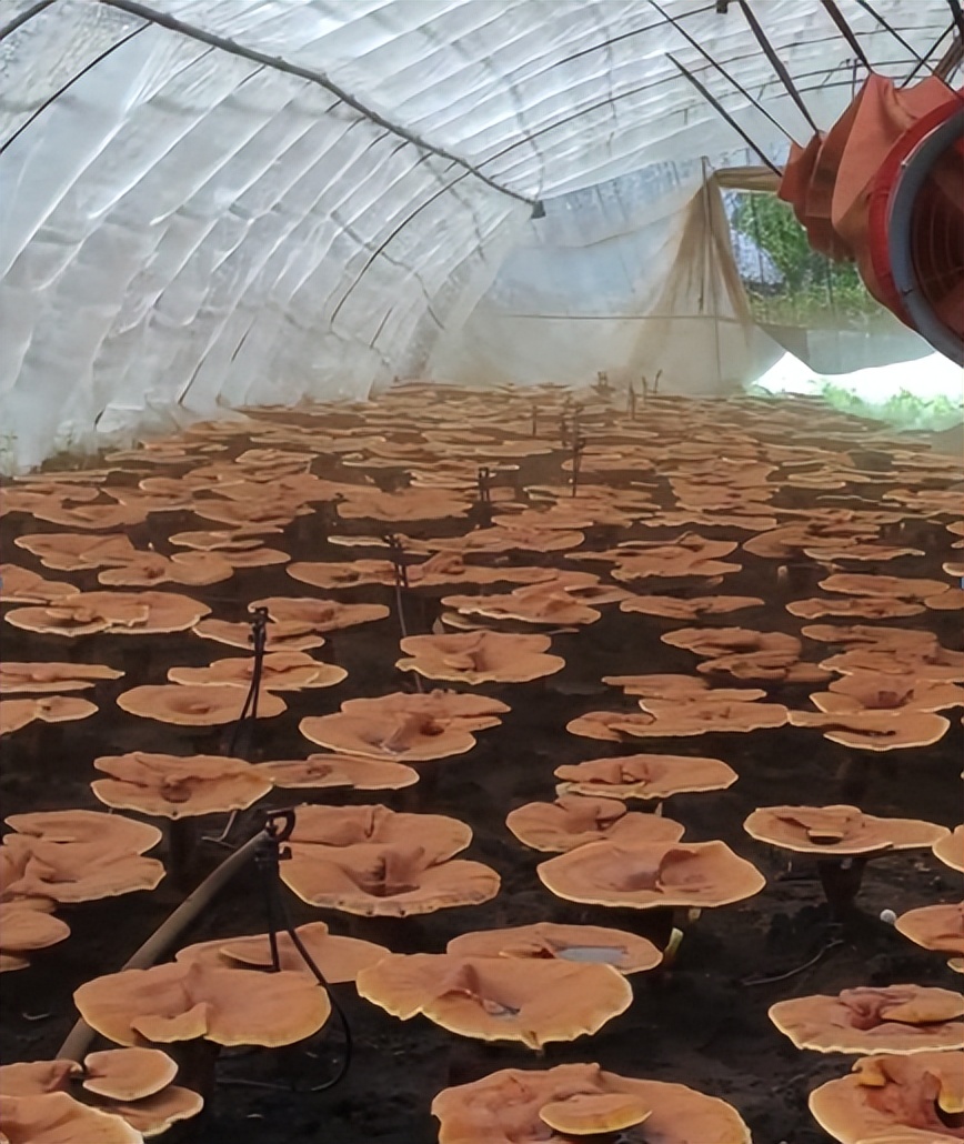 灵芝孢子怎样收集,灵芝孢子收获