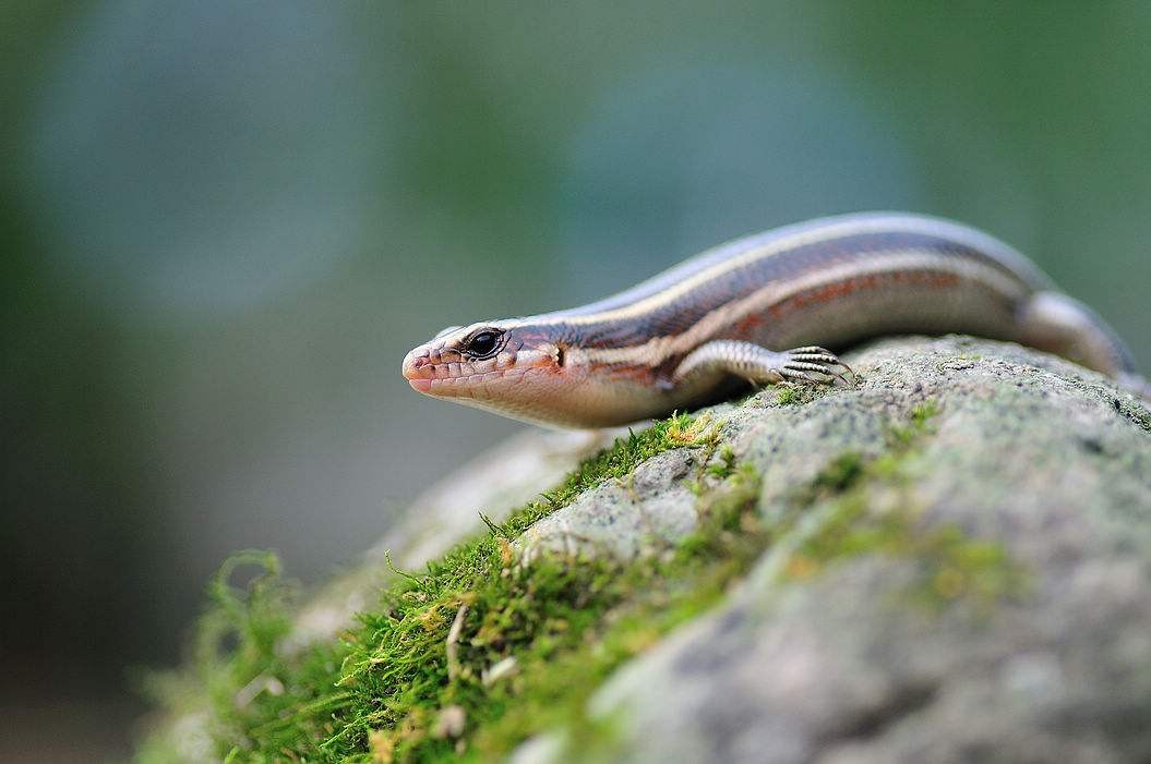 狗婆蛇是保护动物吗,农村最常见的几种蛇火蛇