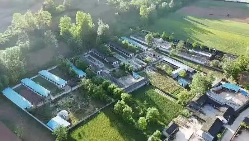 【凝神谋发展实干兴陇原——“三抓三促”行动进行时】徽县栗川镇：壮大肉牛产业助力乡村振兴