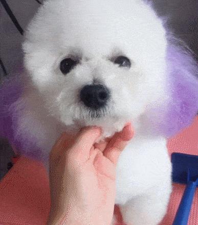 比熊吃鱼油有什么好处,比熊断尾的好处与坏处