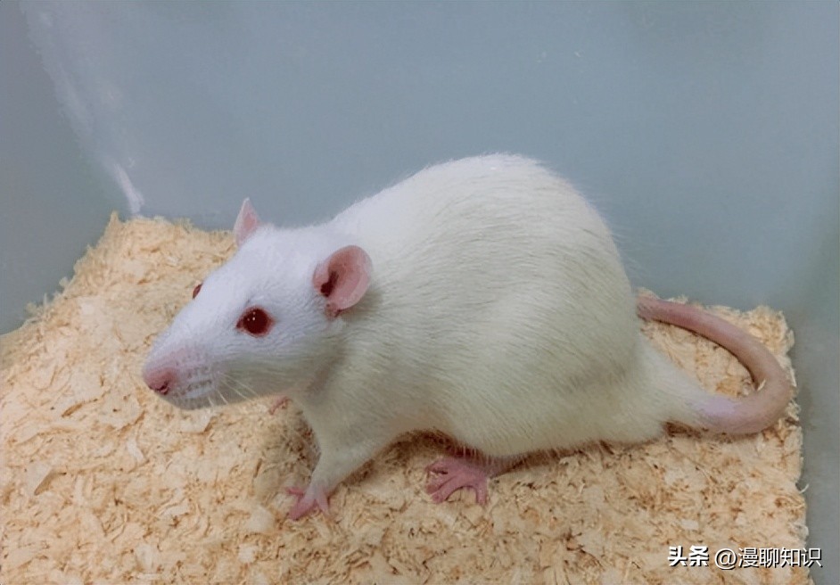 Sprague-Dawley大鼠是什么？关于它胃肠道微生物区系的研究