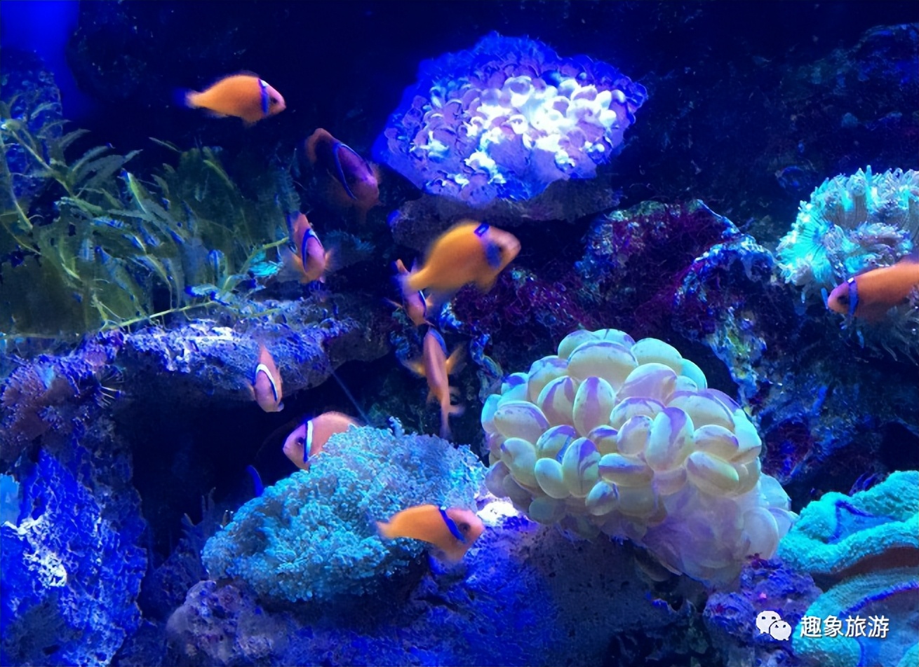 大连老虎滩海洋公园冬季好玩儿吗,大连老虎滩海洋公园游玩视频