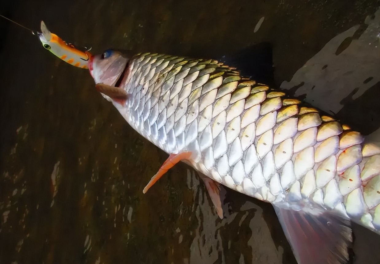 军鱼最大有多大,鱼鳞1.5公分的军鱼有多大