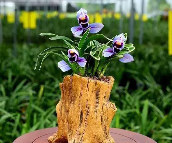 十种名贵的兰花品种之建兰,建兰兰花图片及品种