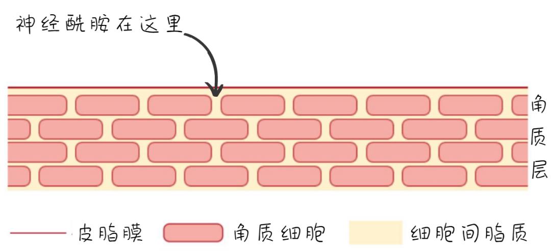 一般人都怎么护肤,正常护肤都需要什么成分