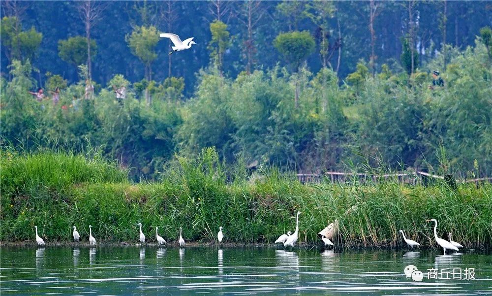 商丘黄河故道景区建好吗,商丘黄河故道旅游区