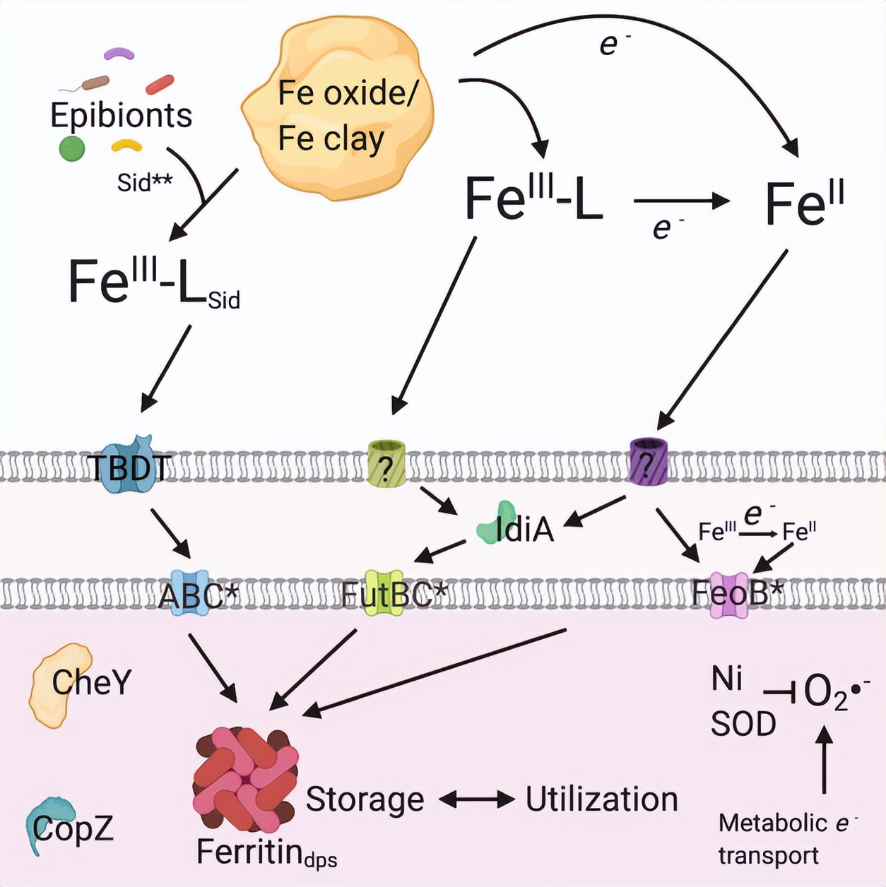 毛滴虫的营养源,毛滴虫营养源是什么