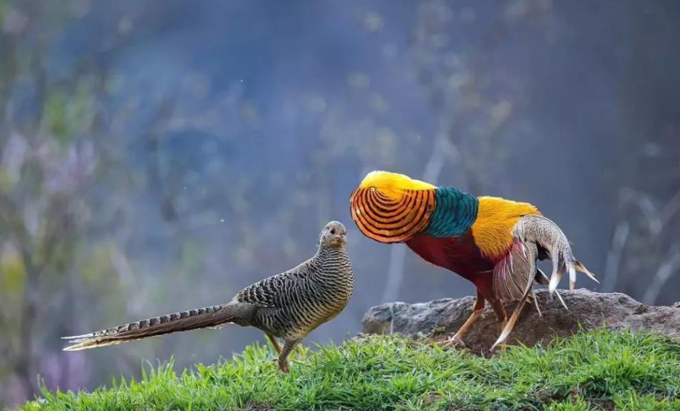 为什么高铁非要建造高架桥呢,高铁为什么大部分都建在高架桥上