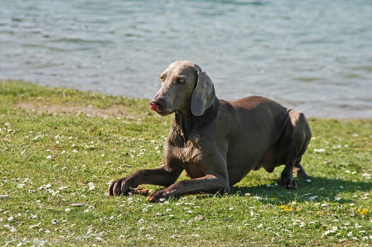 狗流鼻涕是什么原因造成,狗流鼻涕吃什么药
