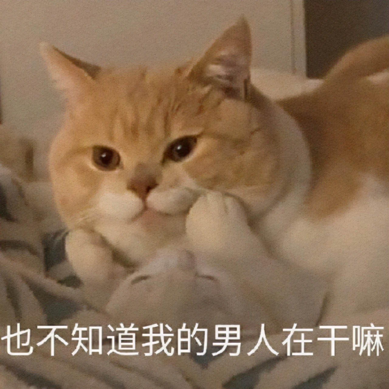 母猫有月经吗会出血吗,母猫有姨妈期吗