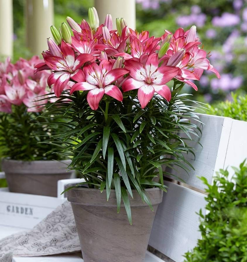 百合花买回来怎么养开花好看,自己养的盆栽百合花心意满满