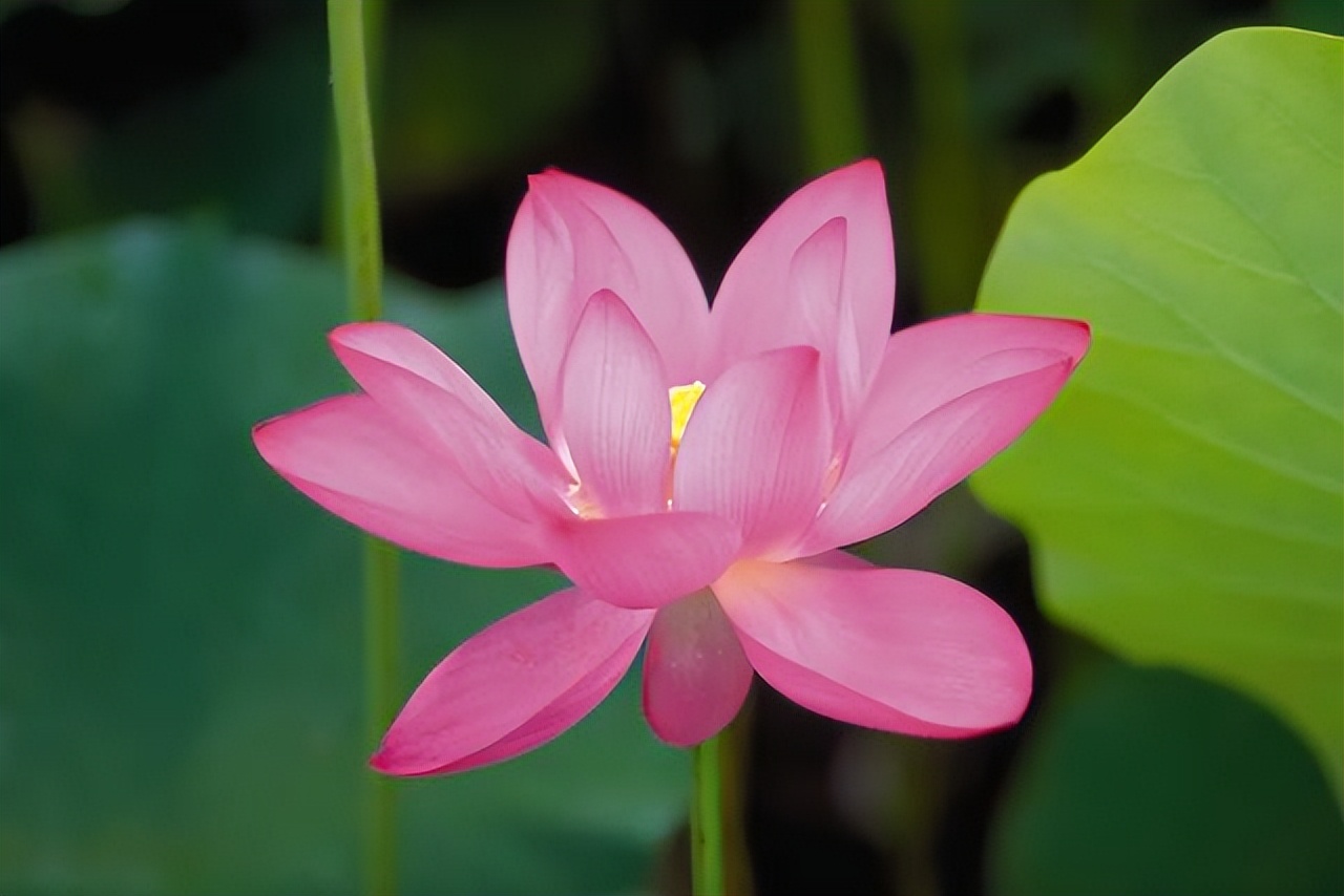 荷花的各种雅称大全,诗词中的荷花代表什么