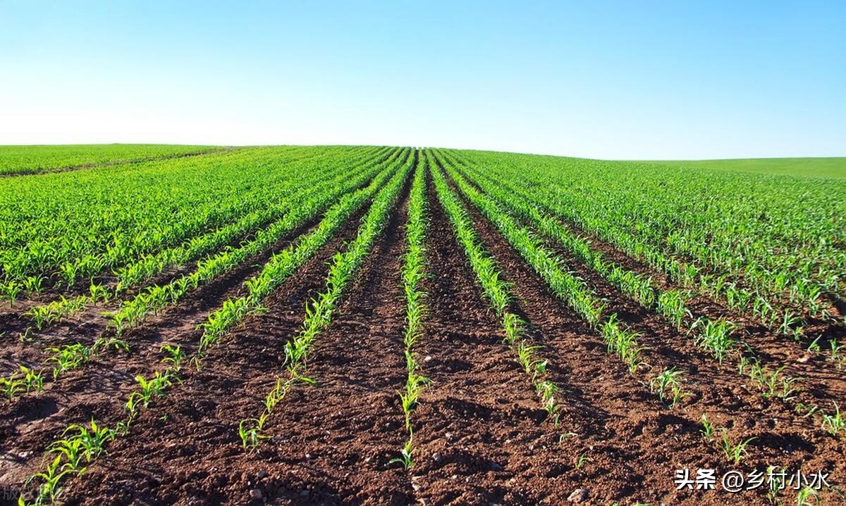 玉米出现紫苗的原因,玉米苗刚出苗发紫色是怎么回事