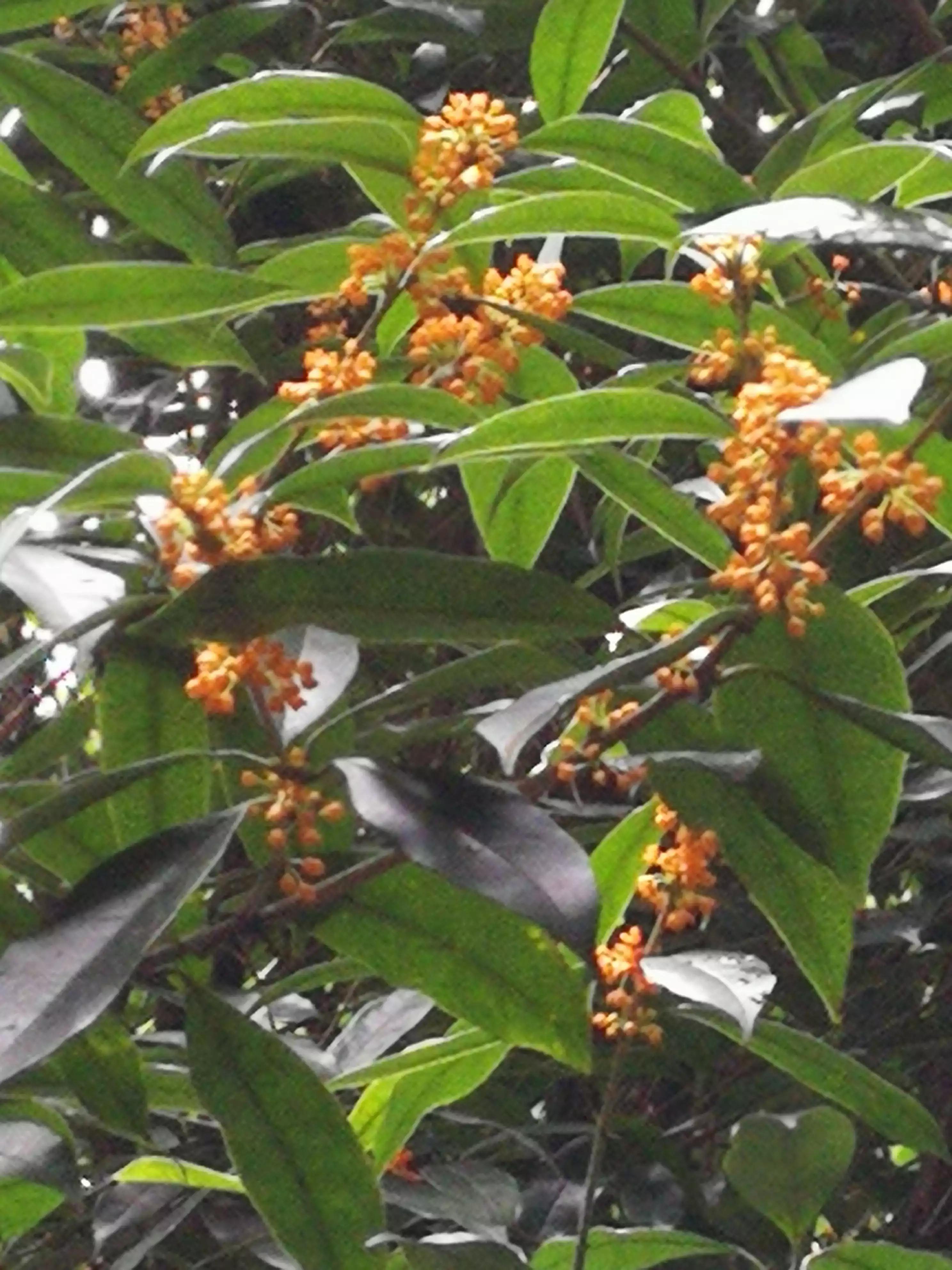 丹桂飘香中秋月,中秋月圆丹桂飘香