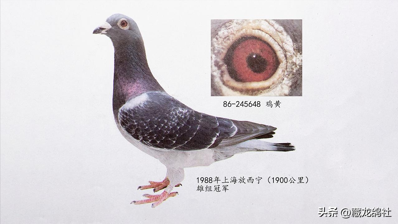 上海引进外血的三次浪潮