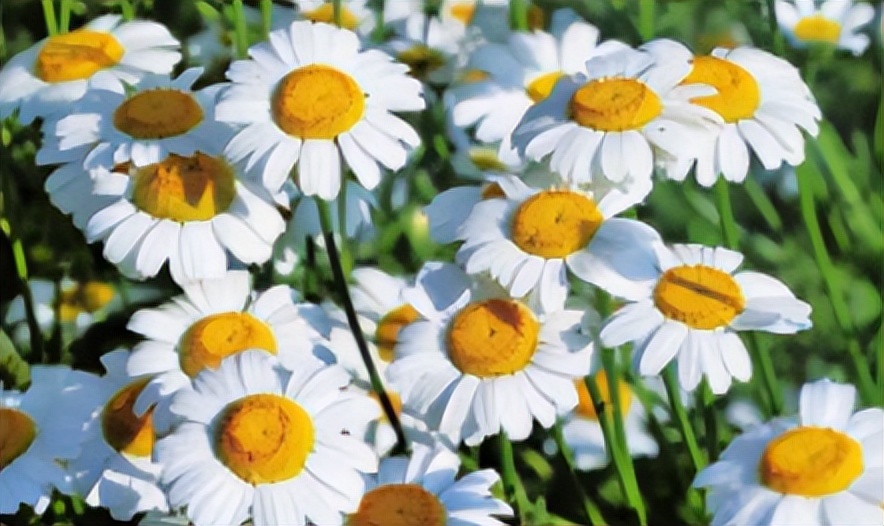 蚊子太烦人了晚上睡不着,总被蚊子吵醒还找不到蚊子是为啥