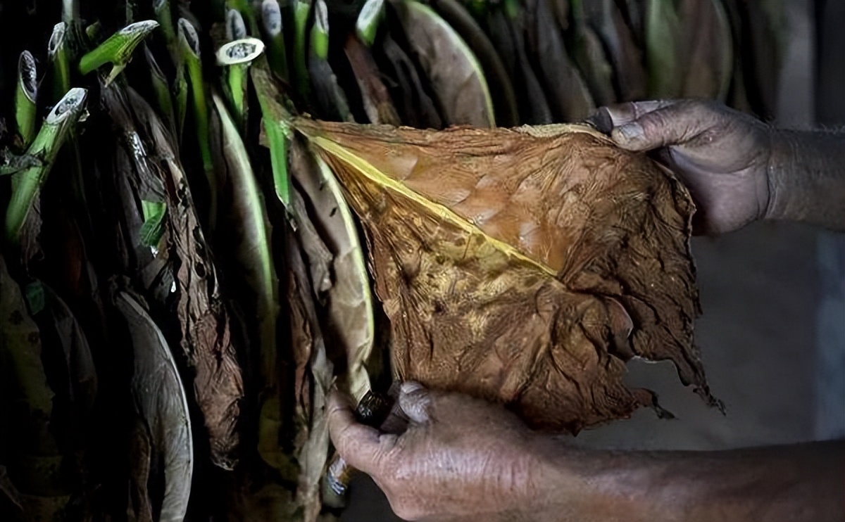 782万一根的雪茄,最贵一根烟雪茄