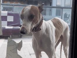 狗子不肯穿衣服怎么办,专治狗狗不服