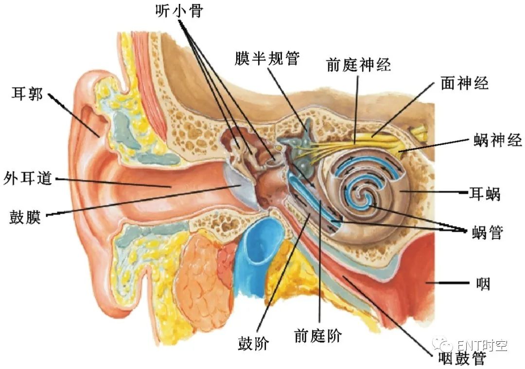 耳部解剖结构和生理功能,耳部解剖笔记