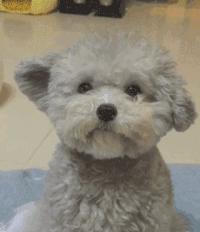 贵宾犬颜色越来越浅怎么办,贵宾毛越来越黄怎么回事