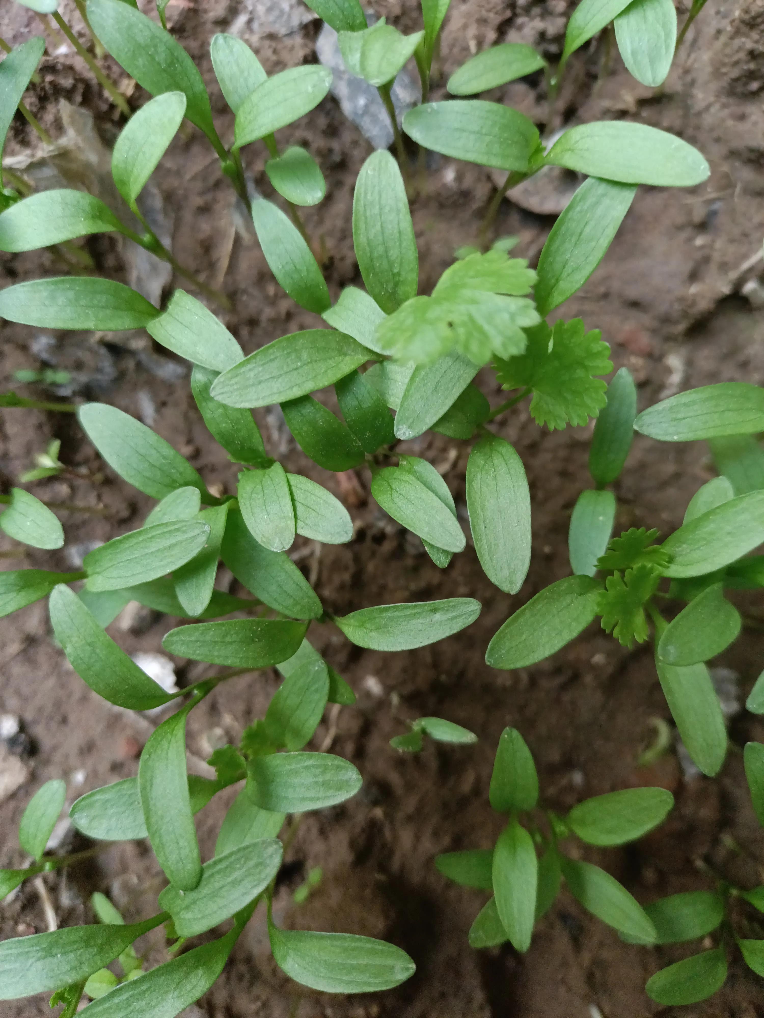菜地菜种子怎么种,买的蔬菜种子第二年如何留种