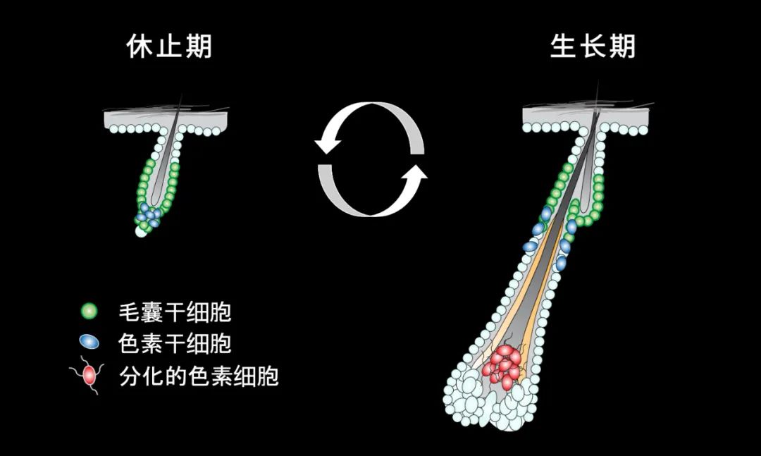 一夜白头的坏处,一夜白头导致的后果