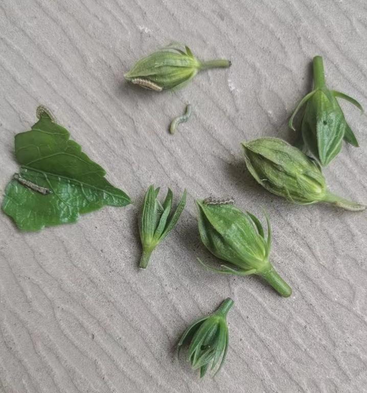 种的花被虫子啃了怎么办,海棠花有虫咬怎么办