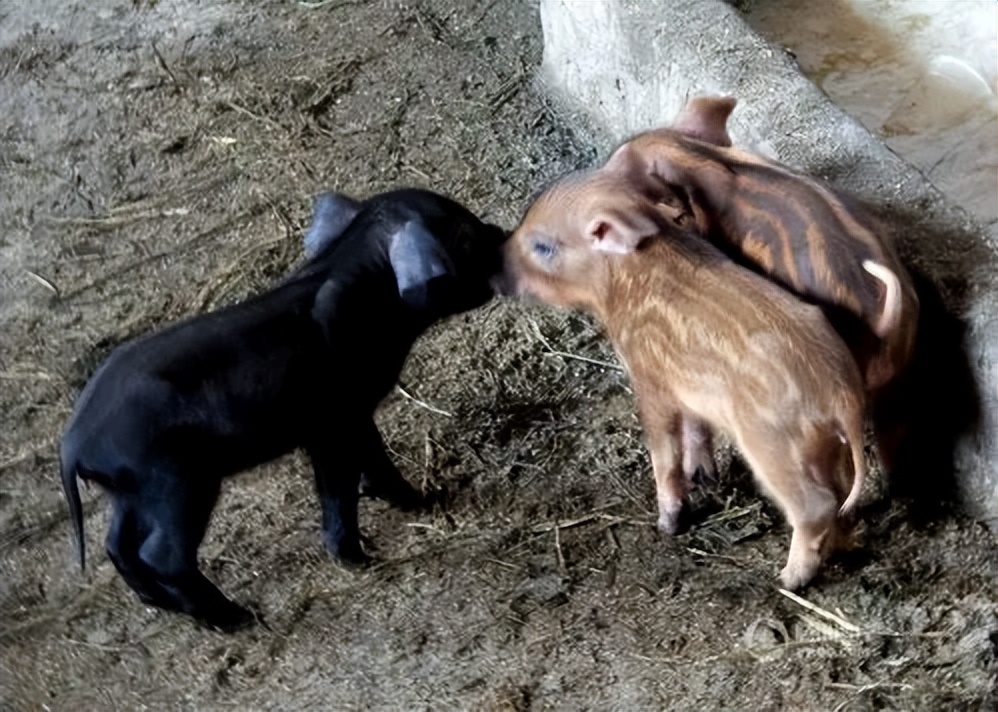 母猪生豹纹猪仔,母猪生下豹纹怪猪
