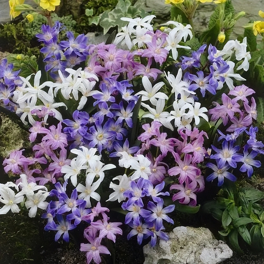 球根类花卉有哪些比较好养,有哪些好看的球根花卉盆栽