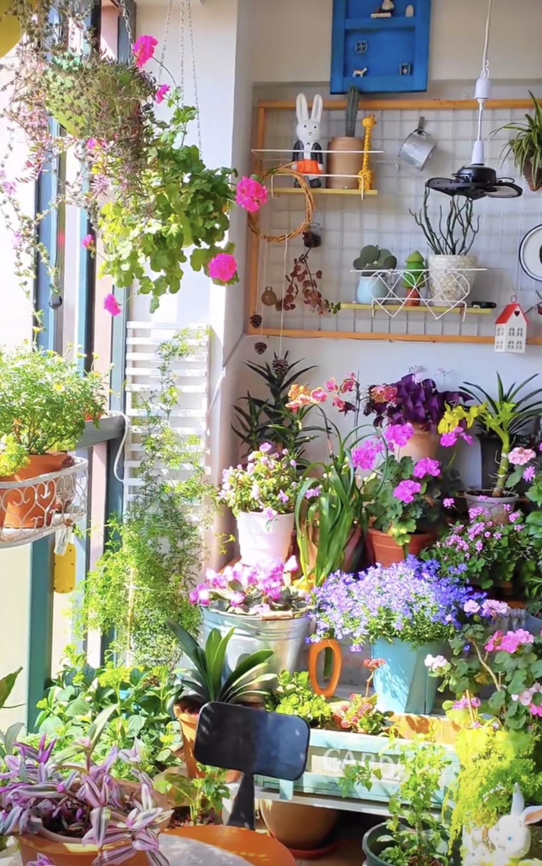 新手养花在店里买好还是网上买好,新手养花入门花种网购