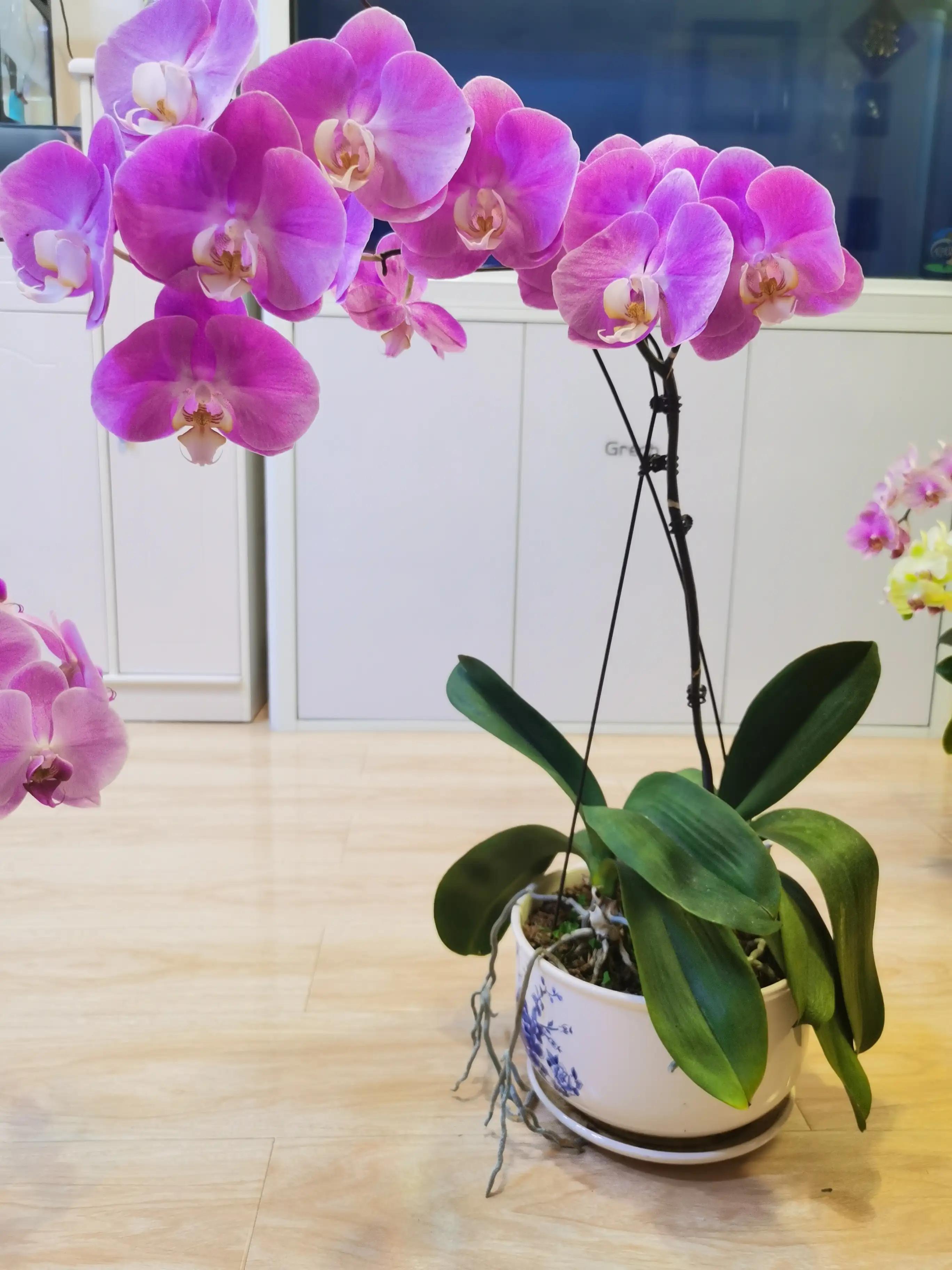 粉黛佳人水仙,紫水仙图片大全