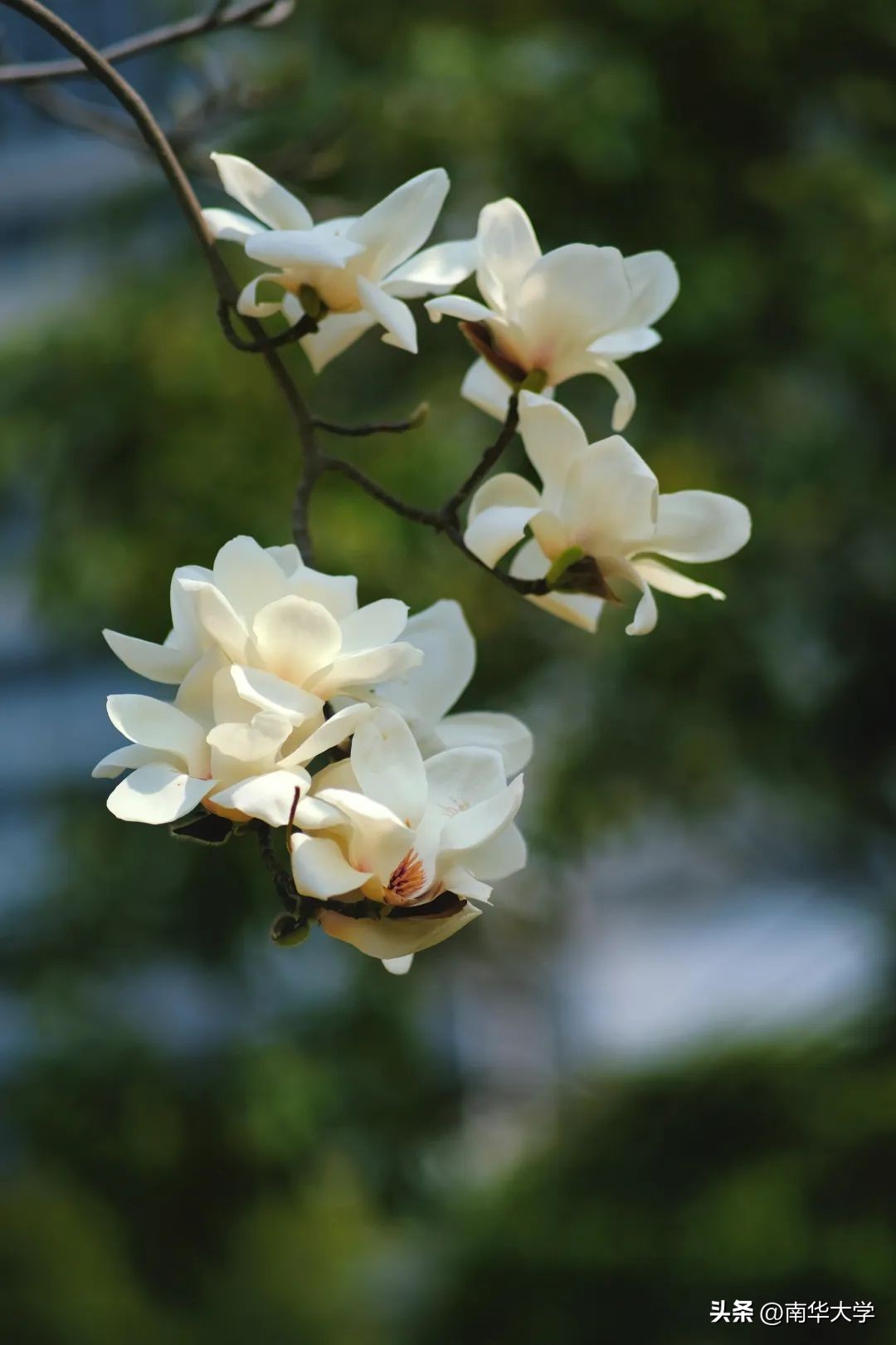 南华大学校花全集,校花南华大学