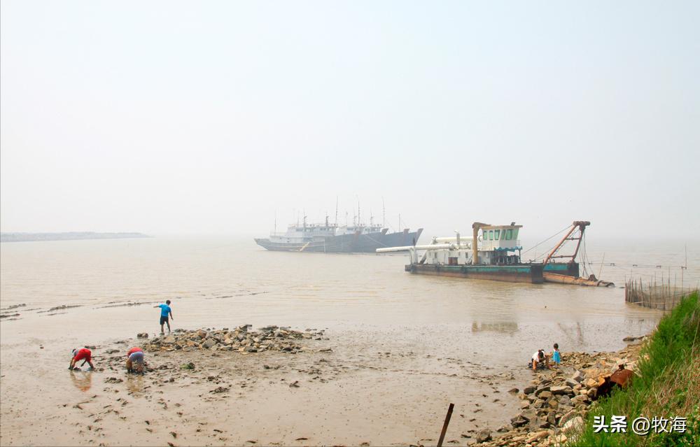 骆马湖菹草爆发原因,骆马湖采砂纪录片