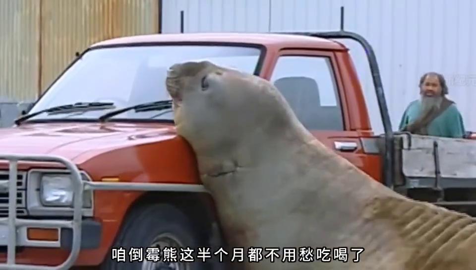 上帝给这只熊开了一个致命的玩笑。#科普一下