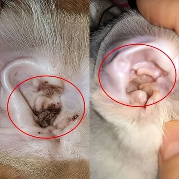 狗狗的卫生,狗狗的牙齿有什么注意事项