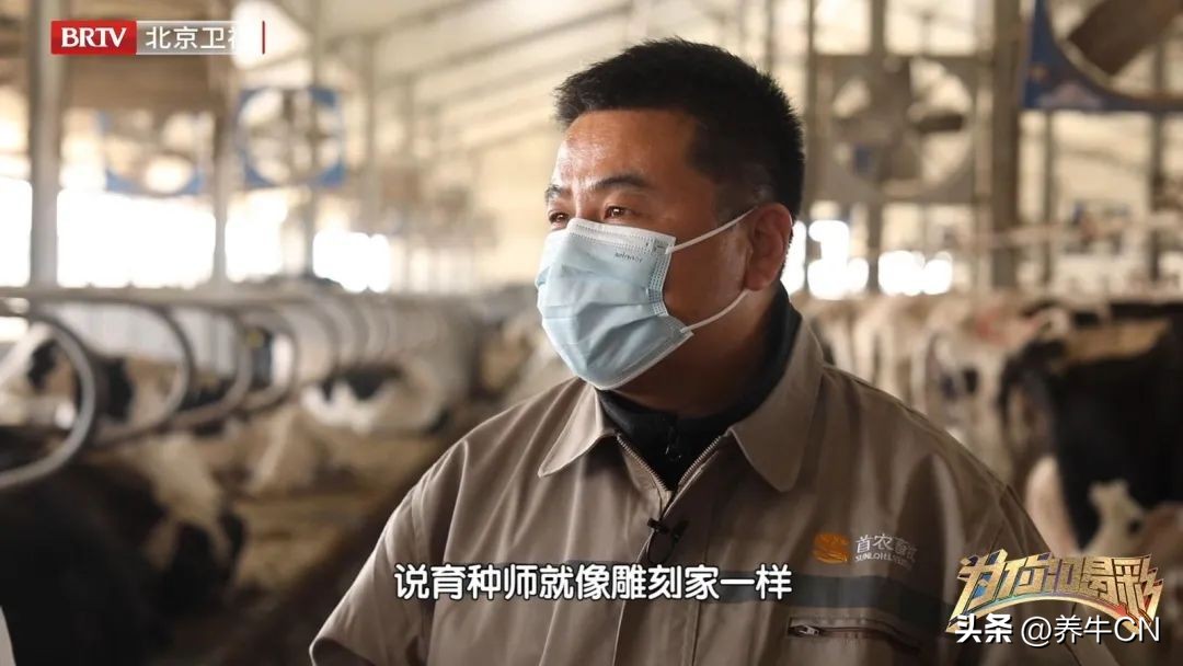 北京卫视｜奶牛育种届的“牛爸爸”麻柱