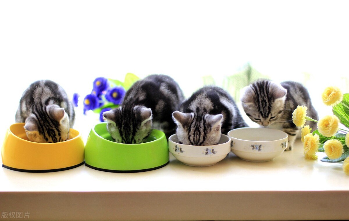 我的宠物可以只吃干粮吗？要想它们茁壮成长，还真要“区别”对待