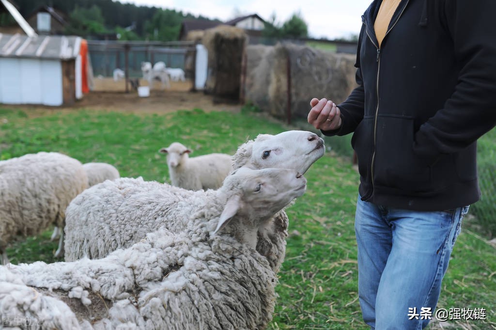 养羊最忌讳什么饲料,养羊喂发酵料注意事项