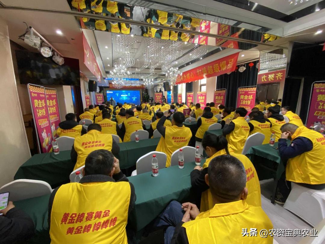 黄金棒819玉米种介绍,玉米种黄金棒918