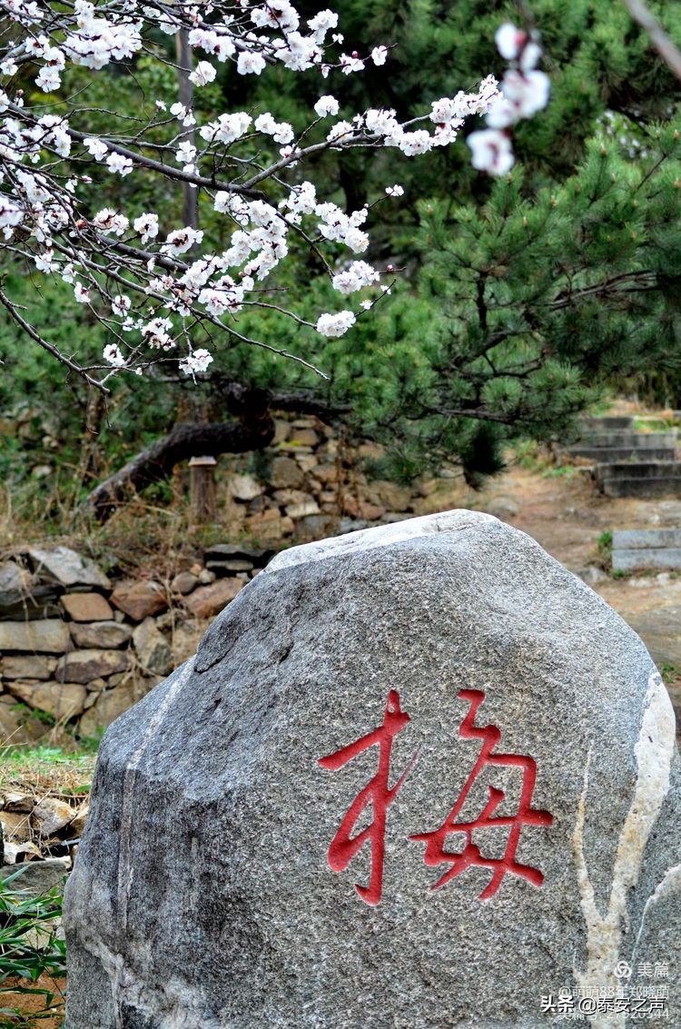 春风拂柳梅花开,桃李春风梅花开