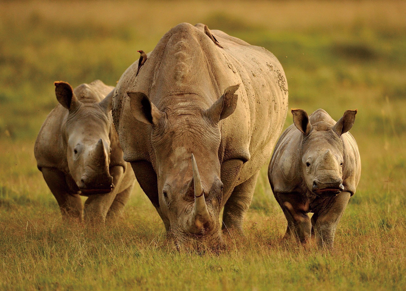世界上没有天敌的十大动物,十大没有天敌的动物排行榜