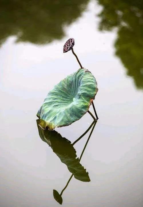 古诗词的当代表达,古诗文中对应现代文优美语句