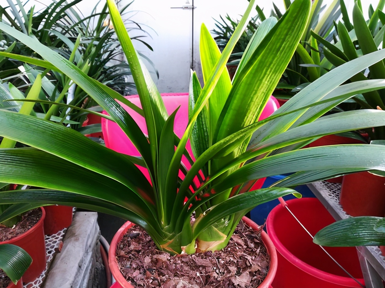 君子兰怎么摆放叶子不会长歪视频,君子兰在东阳台和南阳台正确摆放