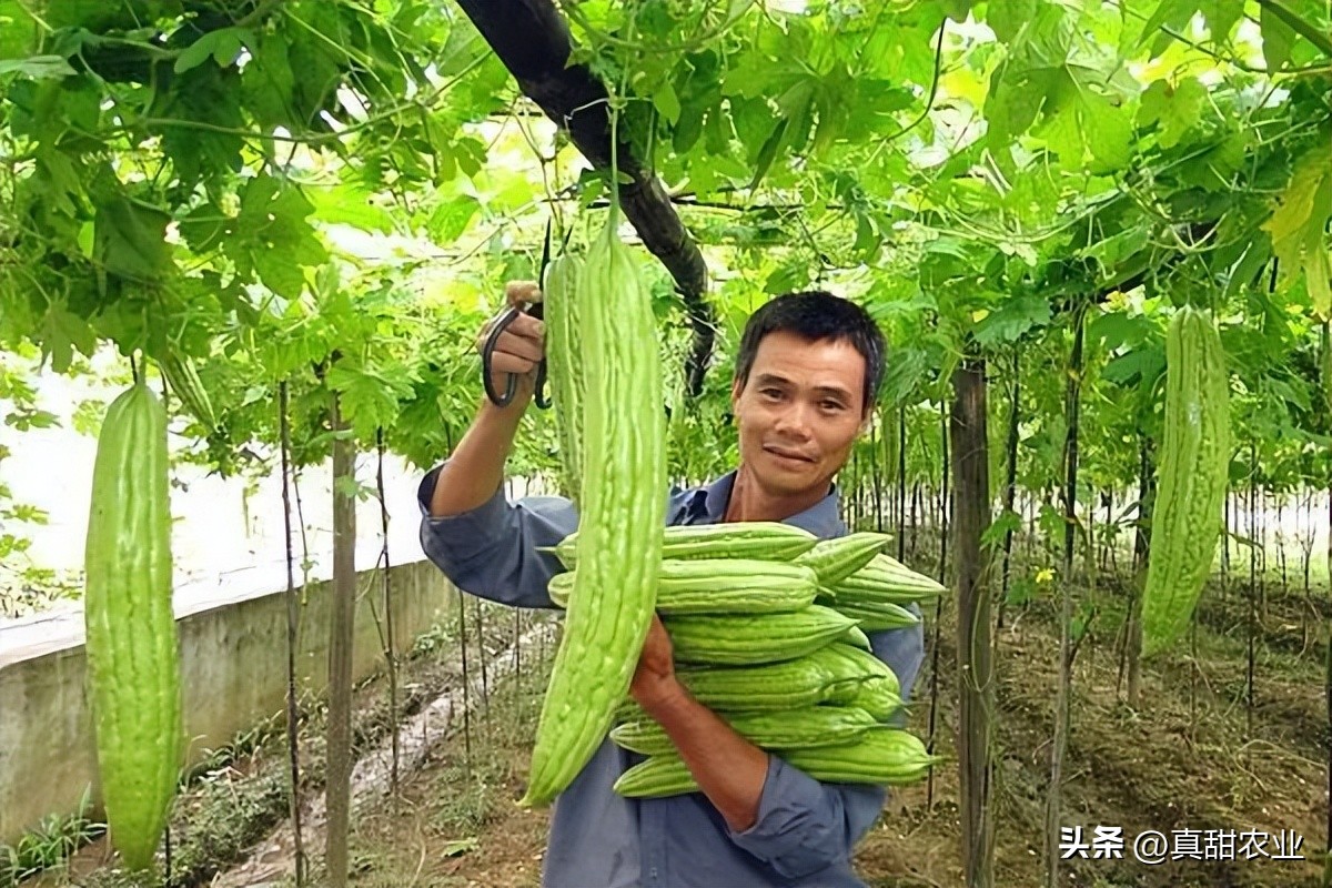 蔬菜种植越来越成熟，买卖却越来越艰难